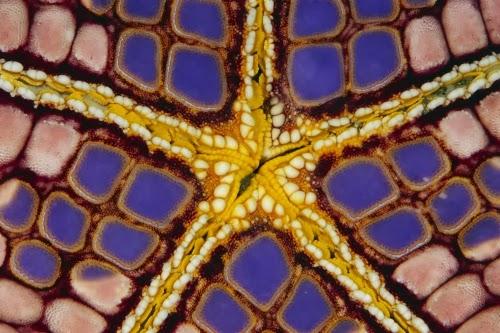 ¿Una estrella de mar que parece un mosaico? Iconaster longimanus