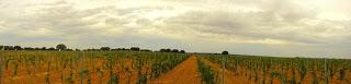 TRASDERREY, UN VINO DE TRADICION A LA RIBERA DEL CEA.