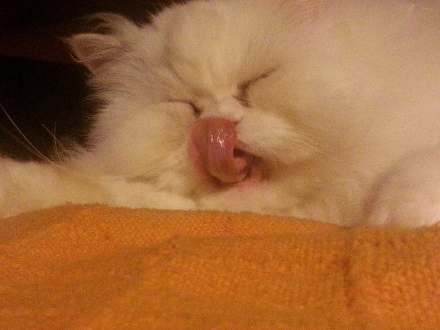 Androidografia Barakaldo CCCXL . Hyoga X Androidografia Barakaldo 1514