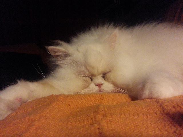 Androidografia Barakaldo CCCXL . Hyoga X Androidografia Barakaldo 1515