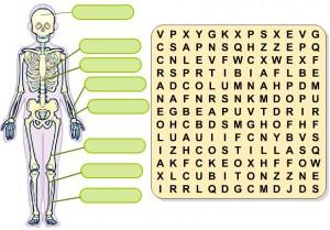 Los huesos del cuerpo humano “Segundo grado” los huesos del cuerpo humano 1