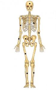 Los huesos del cuerpo humano “Segundo grado” Esqueleto