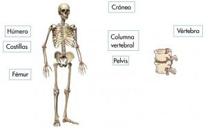 Los huesos del cuerpo humano “Segundo grado” los huesos del cuerpo humano 2