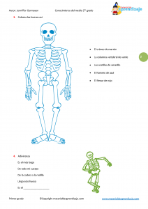Los huesos del cuerpo humano “Segundo grado” 02 Los huesos_Página_2