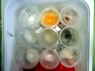 ASÍ SOY YO II ASÍ SOY YO II