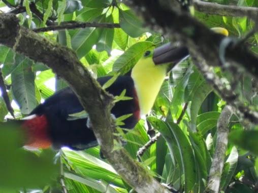 El Parque Nacional de Tortuguero y su increíble fauna