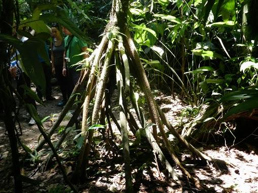 El Parque Nacional de Tortuguero y su increíble fauna