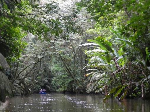 El Parque Nacional de Tortuguero y su increíble fauna