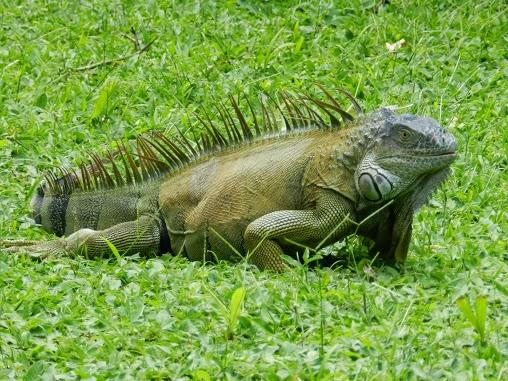 El Parque Nacional de Tortuguero y su increíble fauna