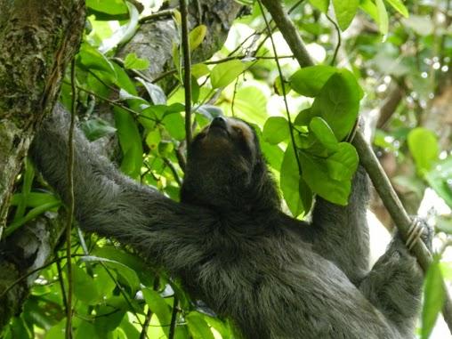 El Parque Nacional de Tortuguero y su increíble fauna