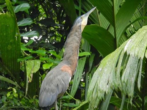 El Parque Nacional de Tortuguero y su increíble fauna