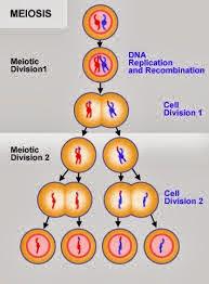 Meiosis y la diversidad de los eucariotas Meiosis y la diversidad de los eucariotas