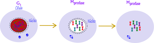 mitosis essays mitosis essays