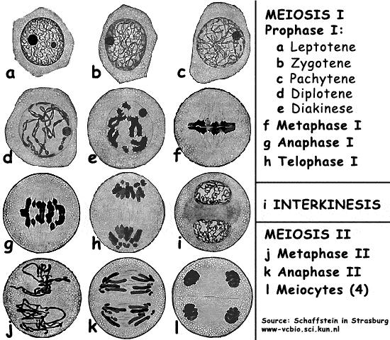 Fases de la meiosis Fases de la meiosis