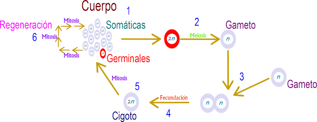 ap biology essay questions reproduction ap biology essay questions reproduction