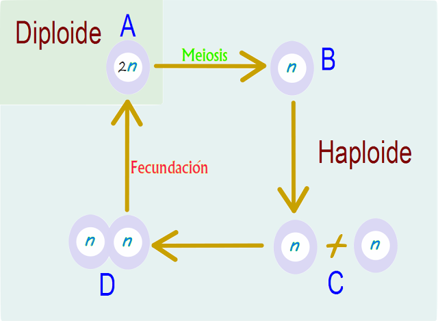 Introducción a los tipos de meiosis Introducción a los tipos de meiosis
