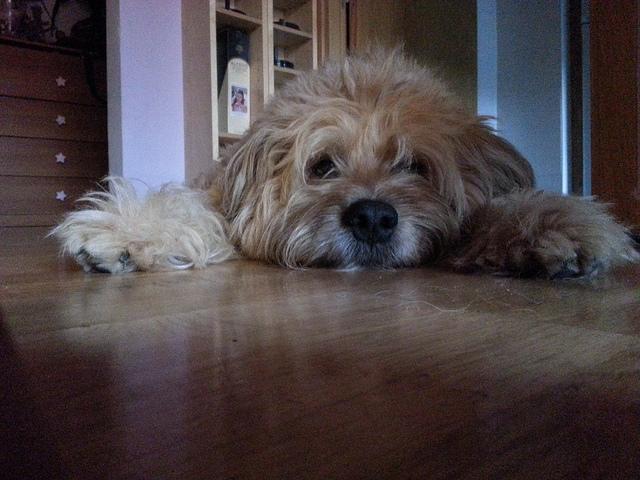 Androidografia Barakaldo CCCXLII. Luna IX Androidografia Barakaldo 1517