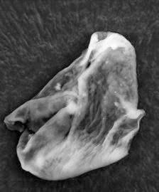 ¿Hay vida extraterrestre en la estratosfera? ¿Hay vida extraterrestre en la estratosfera?