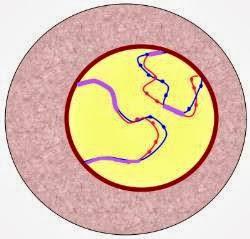 Cigoteno Cigoteno