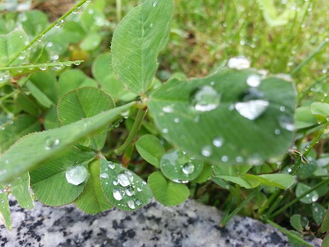 Androidografia Barakaldo CCCXLIII. Gotas VII Androidografia Barakaldo 1521