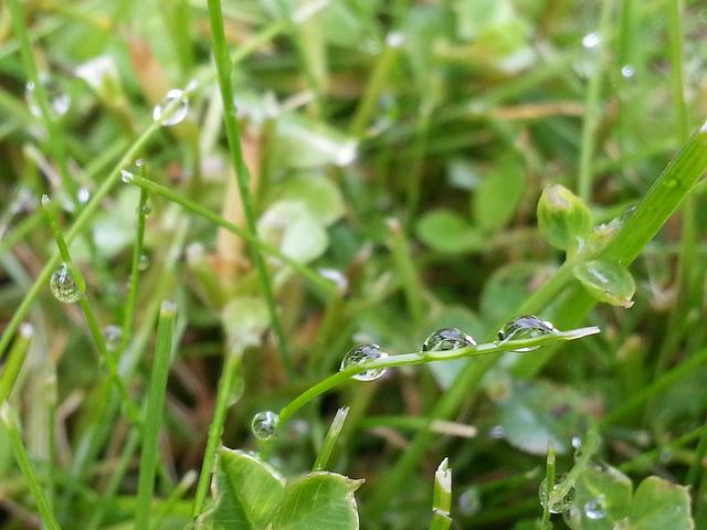 Androidografia Barakaldo CCCXLIII. Gotas VII Androidografia Barakaldo 1518