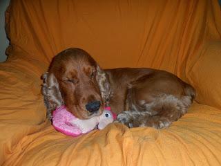 PetSecret de Septiembre PetSecret de Septiembre