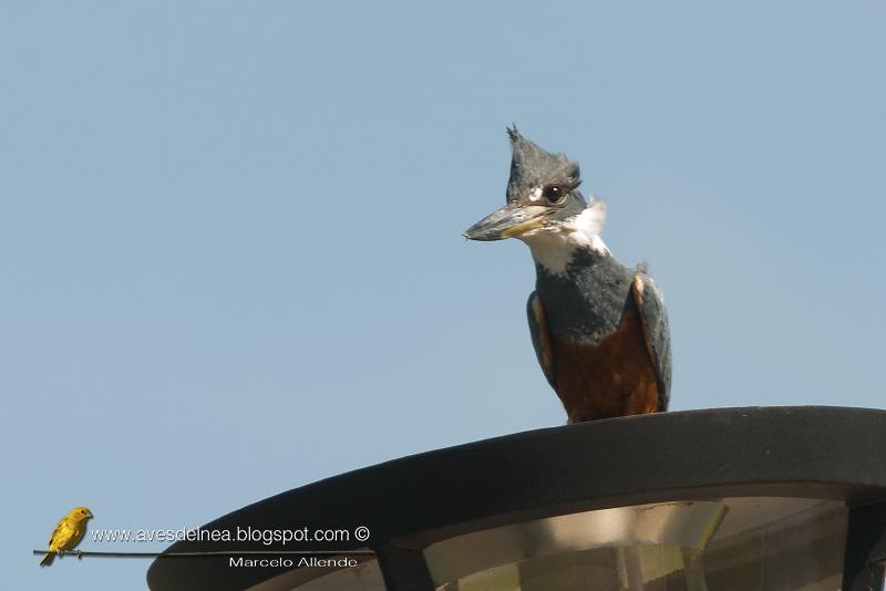 Martín pescador grande (Ringed Kingfisher) Megaceryle torquata Martín pescador grande (Ringed Kingfisher) Megaceryle torquata