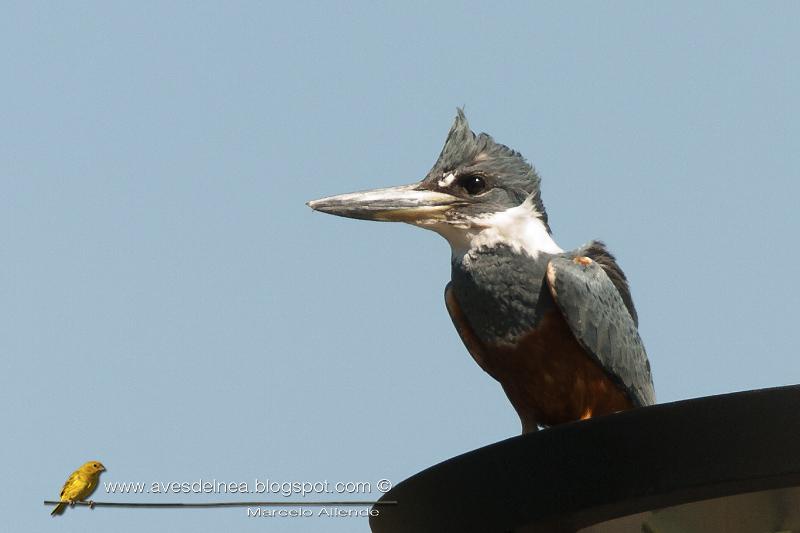 Martín pescador grande (Ringed Kingfisher) Megaceryle torquata Martín pescador grande (Ringed Kingfisher) Megaceryle torquata