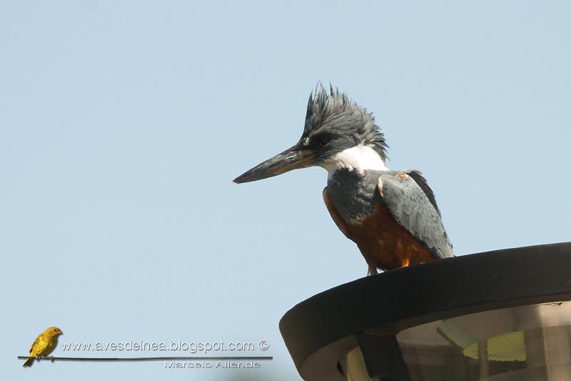 Martín pescador grande (Ringed Kingfisher) Megaceryle torquata Martín pescador grande (Ringed Kingfisher) Megaceryle torquata