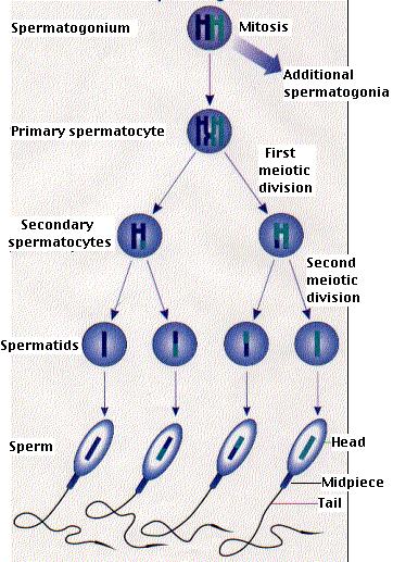 Espermatogénesis humana
