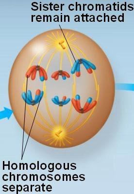 Meiosis I, anafase Meiosis I, anafase