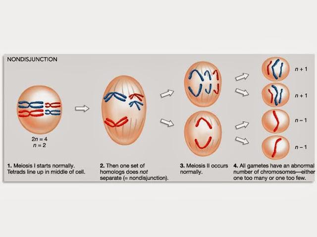 Meiosis I: metafase a citocinesis