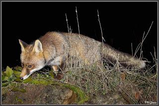 Sin término medio Sin término medio