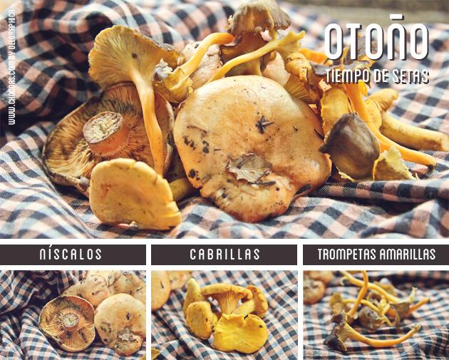 Otoño tiempo de setas Otoño tiempo de setas