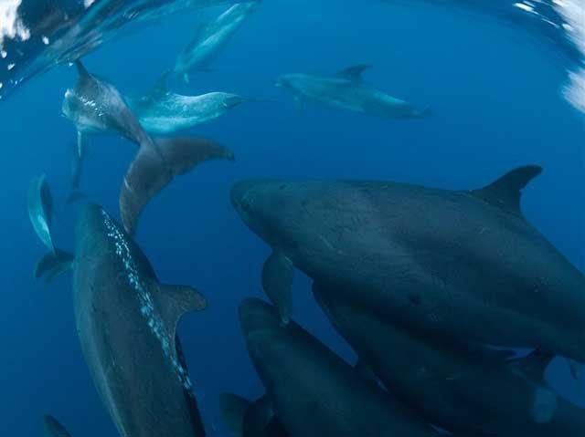Falsas orcas y delfines mulares forman en Nueva Zelanda asociaciones a largo plazo Falsas orcas y delfines mulares forman en Nueva Zelanda asociaciones a largo plazo