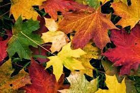 Colores de Otoño Colores de Otoño