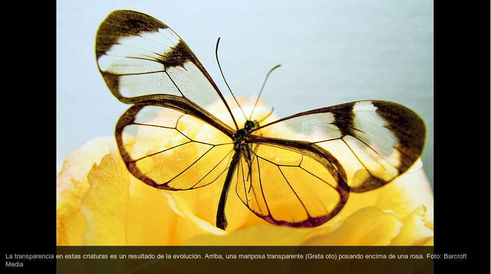 Criaturas transparentes, cuando la belleza de la Naturaleza es infinita. Criaturas transparentes, cuando la belleza de la Naturaleza es infinita.