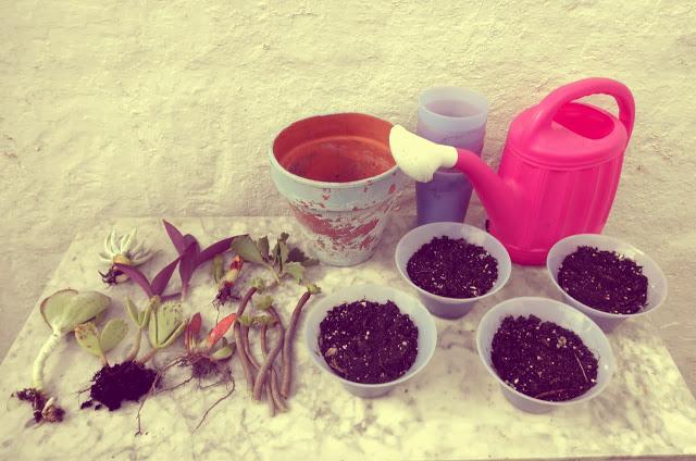 Finde frugal... composicion con crasas Finde frugal... composicion con crasas