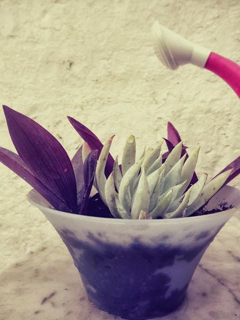 Finde frugal... composicion con crasas Finde frugal... composicion con crasas