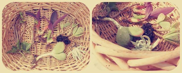 Finde frugal... composicion con crasas Finde frugal... composicion con crasas