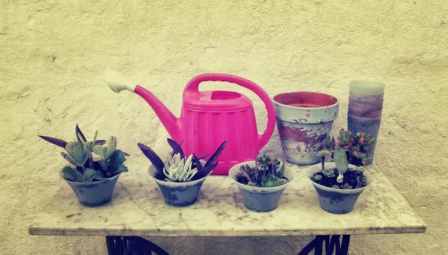 Finde frugal... composicion con crasas Finde frugal... composicion con crasas