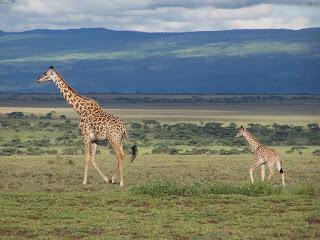 Serengeti, Tanzania