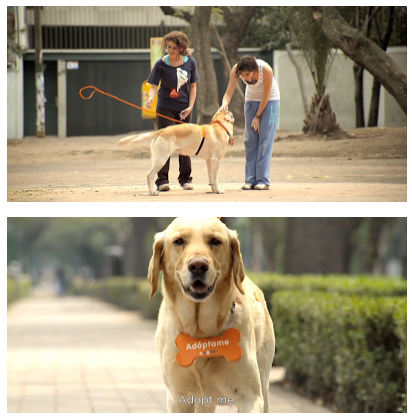 Excelente estrategia de Kota para que adopten perros Excelente estrategia de Kota para que adopten perros