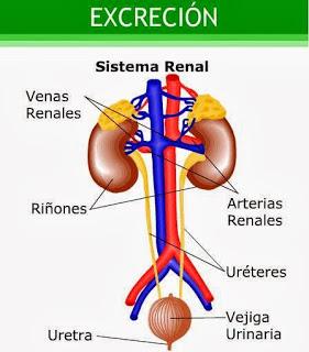 El Aloe Vera y el Sistema Excretor El Aloe Vera y el Sistema Excretor