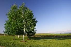Busca tu árbol y su significado abedul Busca tu árbol y su significado