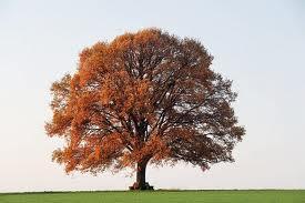 Busca tu árbol y su significado arbol2 Busca tu árbol y su significado