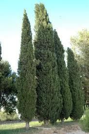 Busca tu árbol y su significado cipres Busca tu árbol y su significado