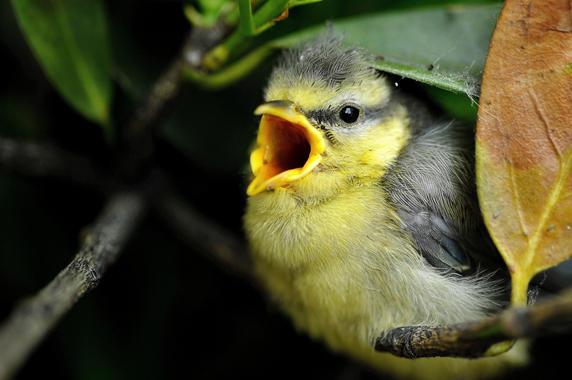 Los árboles envían señales de auxilio a las aves cuando son atacadas por los insectos. arbolesaves