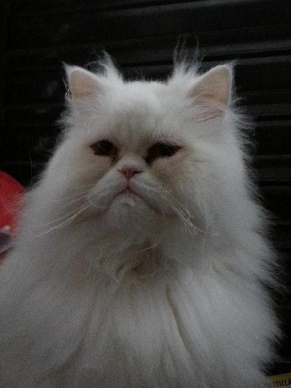 Androidografia Barakaldo CCCXLVIII. Hyoga XI Androidografia Barakaldo 1531