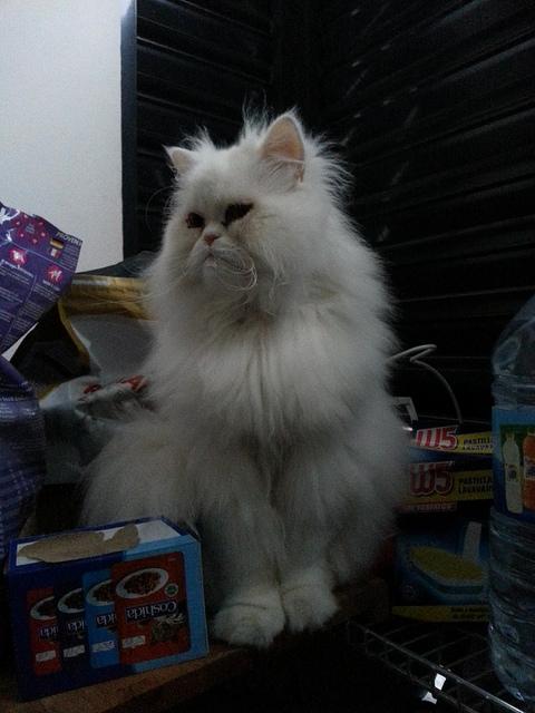 Androidografia Barakaldo CCCXLVIII. Hyoga XI Androidografia Barakaldo 1534